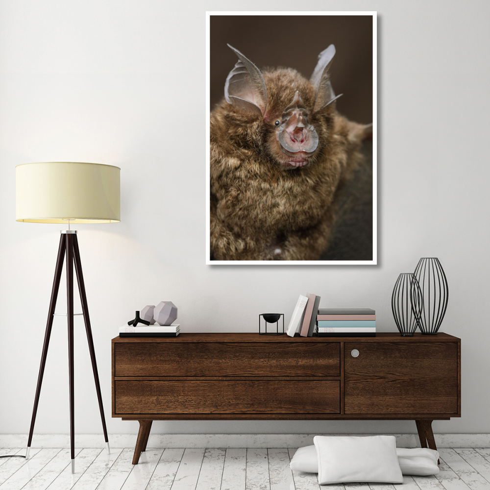 Bornean Horseshoe Bat, Bukit Sarang Conservation Area, Bintulu, Borneo, Malaysia-Paper Art-42&quotx62"