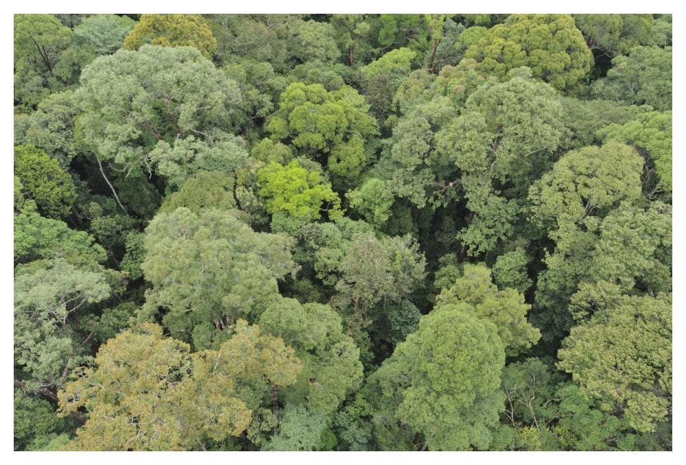 Canopy of lowland mixed dipterocarp forest, Lambir Hills National Park, Borneo, Malaysia-Paper Art-50"x34"