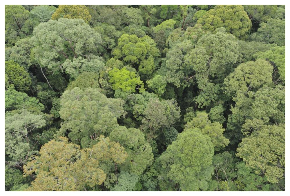 Canopy of lowland mixed dipterocarp forest, Lambir Hills National Park, Borneo, Malaysia-Paper Art-62"x42"