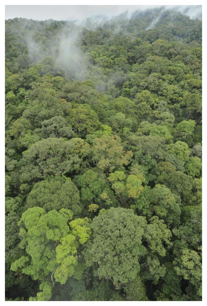 Canopy of lowland mixed dipterocarp forest, Lambir Hills National Park, Borneo, Malaysia-Paper Art-42"x62"