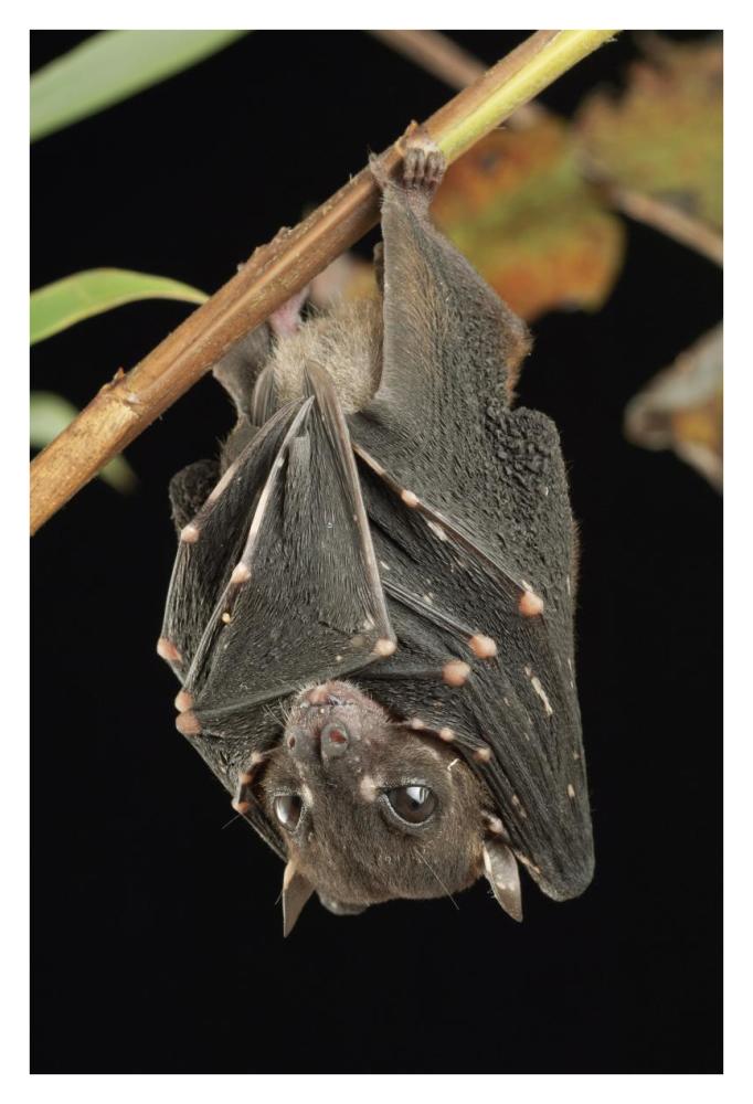 Spotted-winged Fruit Bat roosting, Bukit Sarang Conservation Area, Bintulu, Borneo, Malaysia-Paper Art-26"x38"