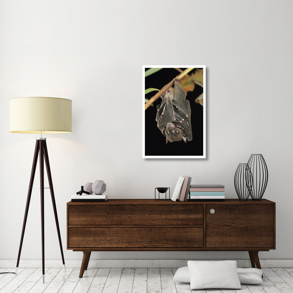 Spotted-winged Fruit Bat roosting, Bukit Sarang Conservation Area, Bintulu, Borneo, Malaysia-Paper Art-26&quotx38"