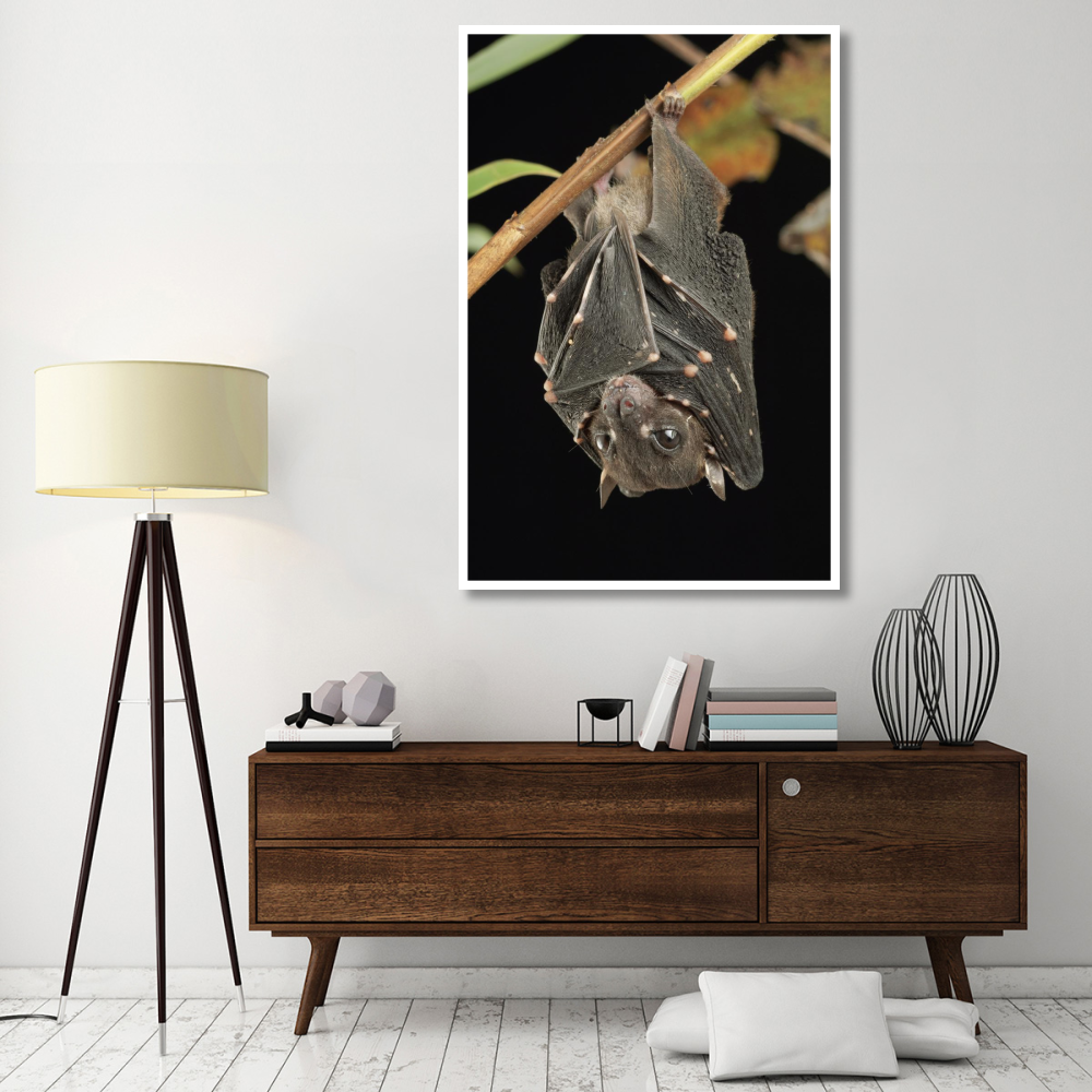 Spotted-winged Fruit Bat roosting, Bukit Sarang Conservation Area, Bintulu, Borneo, Malaysia-Paper Art-42&quotx62"