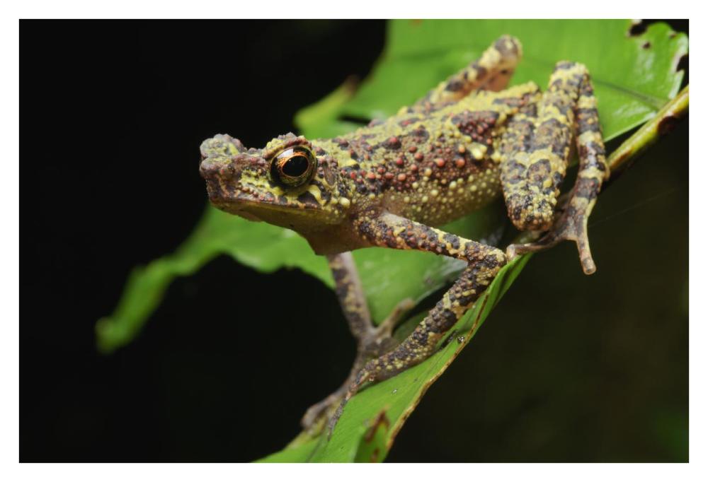 Bornean Rainbow Toad, unseen since 1924 it was rediscovered in 2011, Sarawak, Borneo, Malaysia-Paper Art-38"x26"