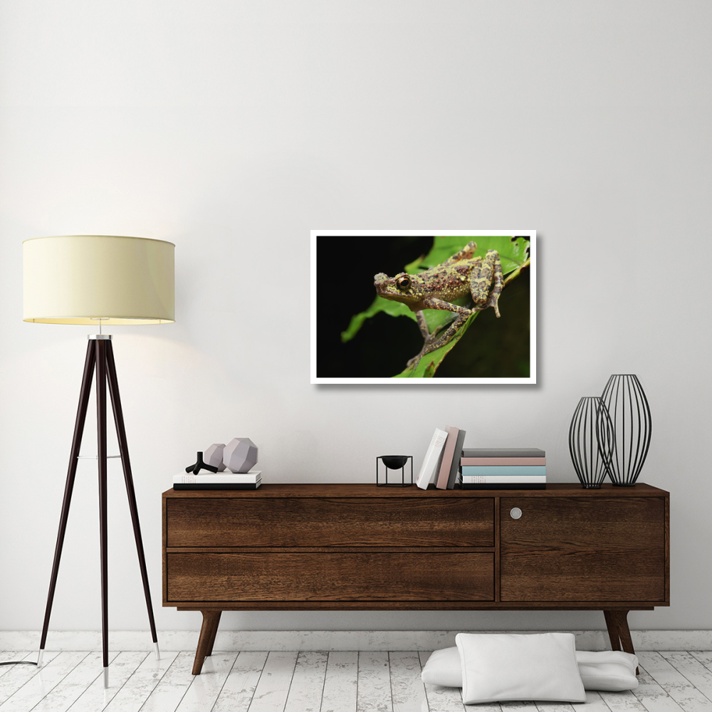 Bornean Rainbow Toad, unseen since 1924 it was rediscovered in 2011, Sarawak, Borneo, Malaysia-Paper Art-38&quotx26"