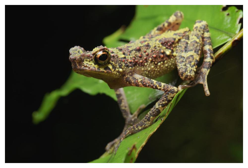 Bornean Rainbow Toad, unseen since 1924 it was rediscovered in 2011, Sarawak, Borneo, Malaysia-Paper Art-50"x34"