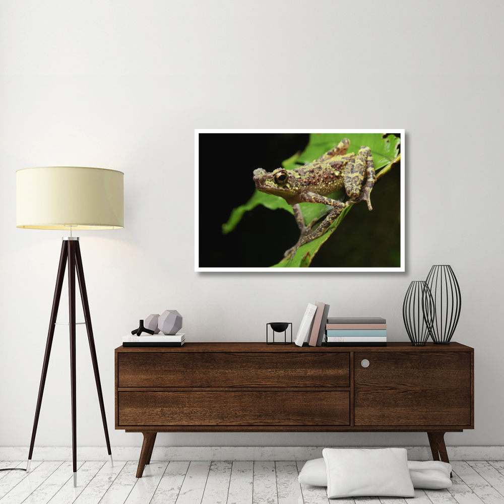 Bornean Rainbow Toad, unseen since 1924 it was rediscovered in 2011, Sarawak, Borneo, Malaysia-Paper Art-50&quotx34"