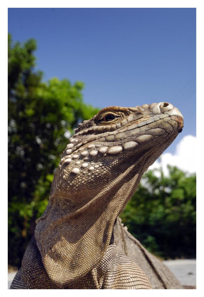 Green Iguana sunbathing-Paper Art-14"x20"