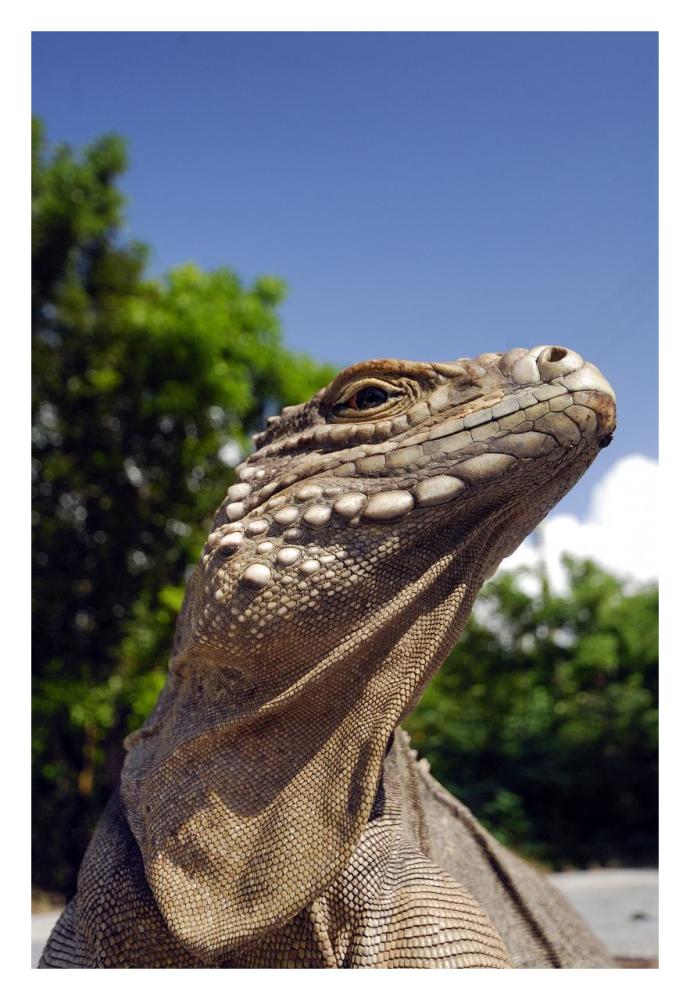 Green Iguana sunbathing-Paper Art-22"x32"