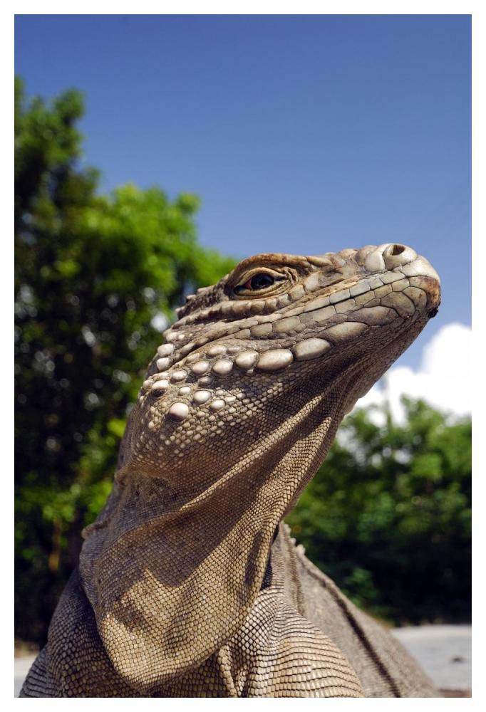 Green Iguana sunbathing-Paper Art-34"x50"