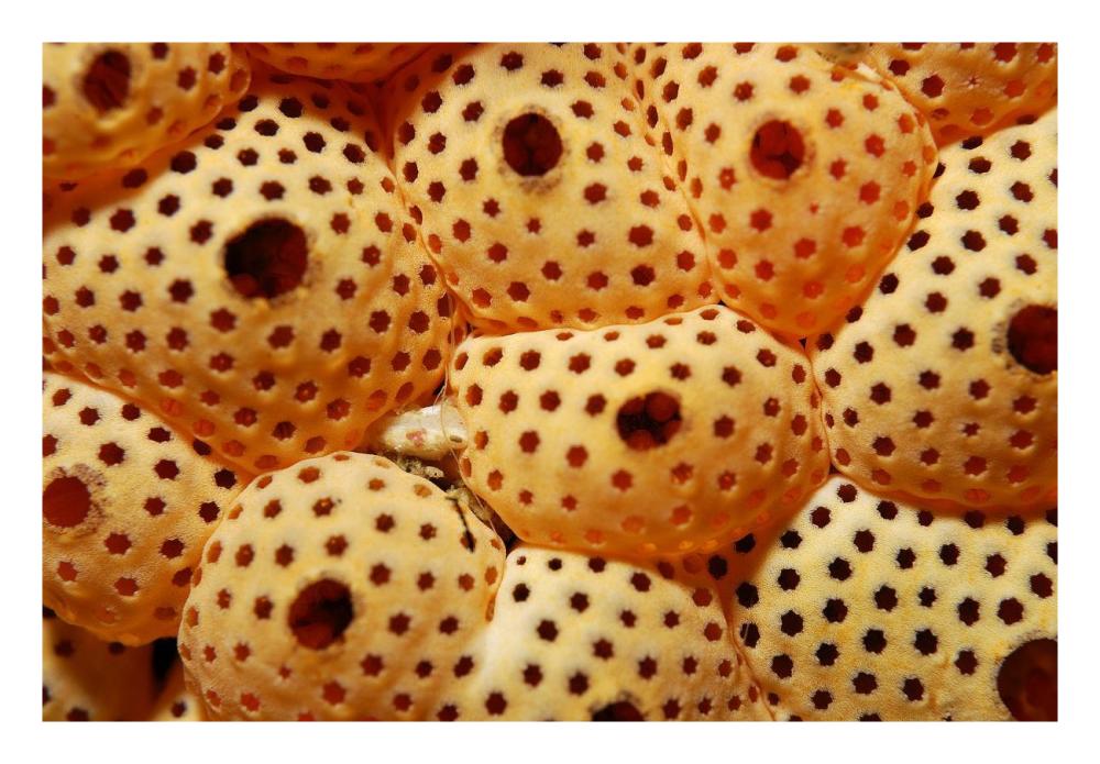 Sea Squirt Ascidian, Indonesia-Paper Art-26"x18"