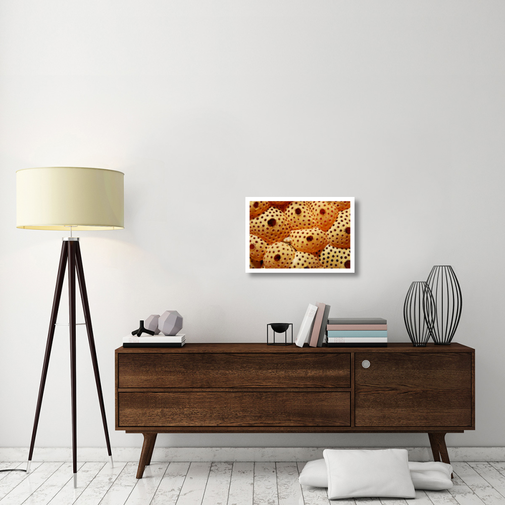 Sea Squirt Ascidian, Indonesia-Paper Art-26&quotx18"