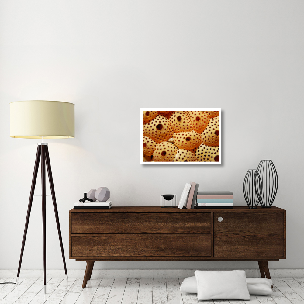 Sea Squirt Ascidian, Indonesia-Paper Art-32&quotx22"