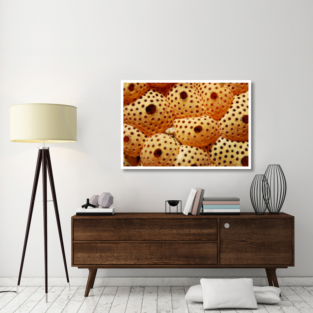 Sea Squirt Ascidian, Indonesia-Paper Art-50&quotx34"