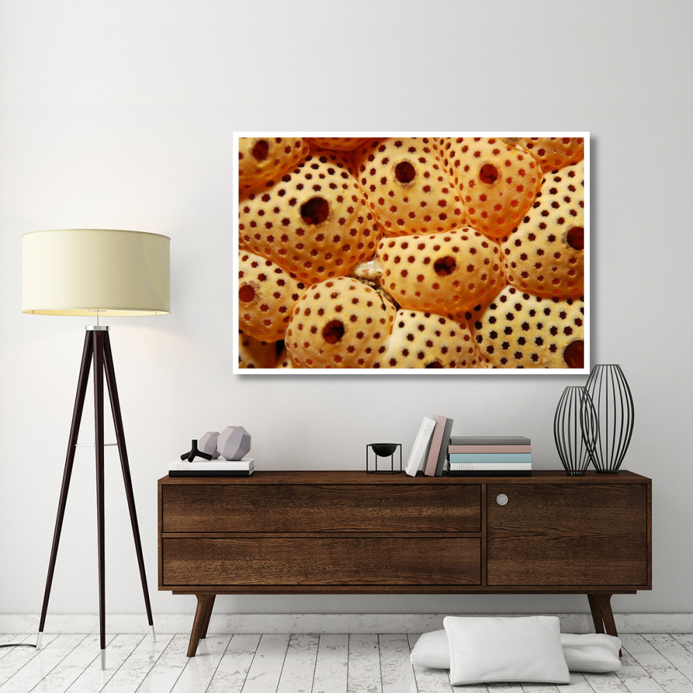 Sea Squirt Ascidian, Indonesia-Paper Art-62&quotx42"