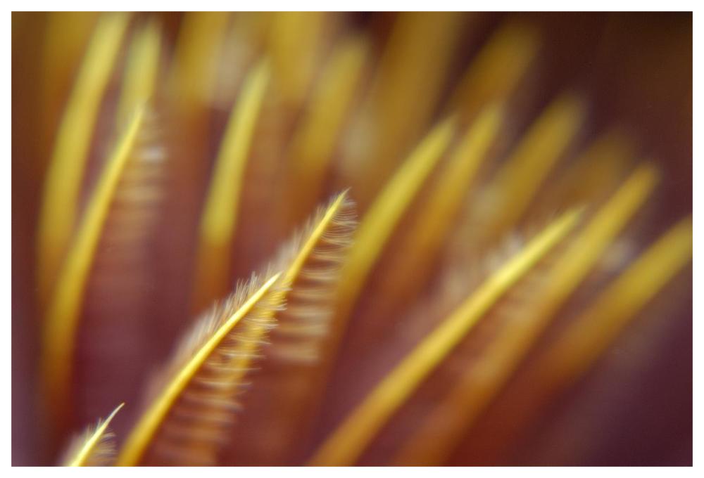 Detail of a tubeworm Indonesia-Paper Art-62"x42"