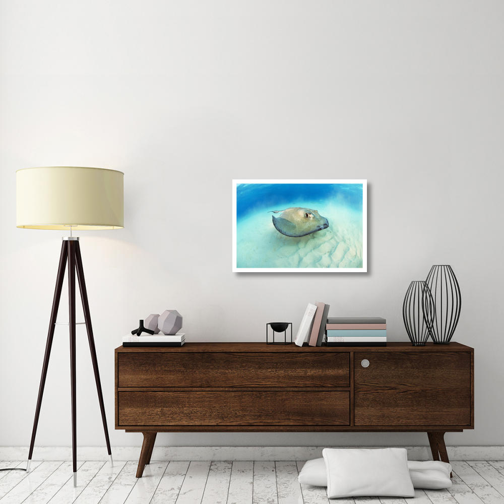 Southern Stingray, Stingray City-Paper Art-32&quotx22"
