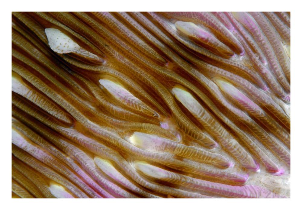 Detail of Mushroom Coral, Indonesia-Paper Art-26"x18"
