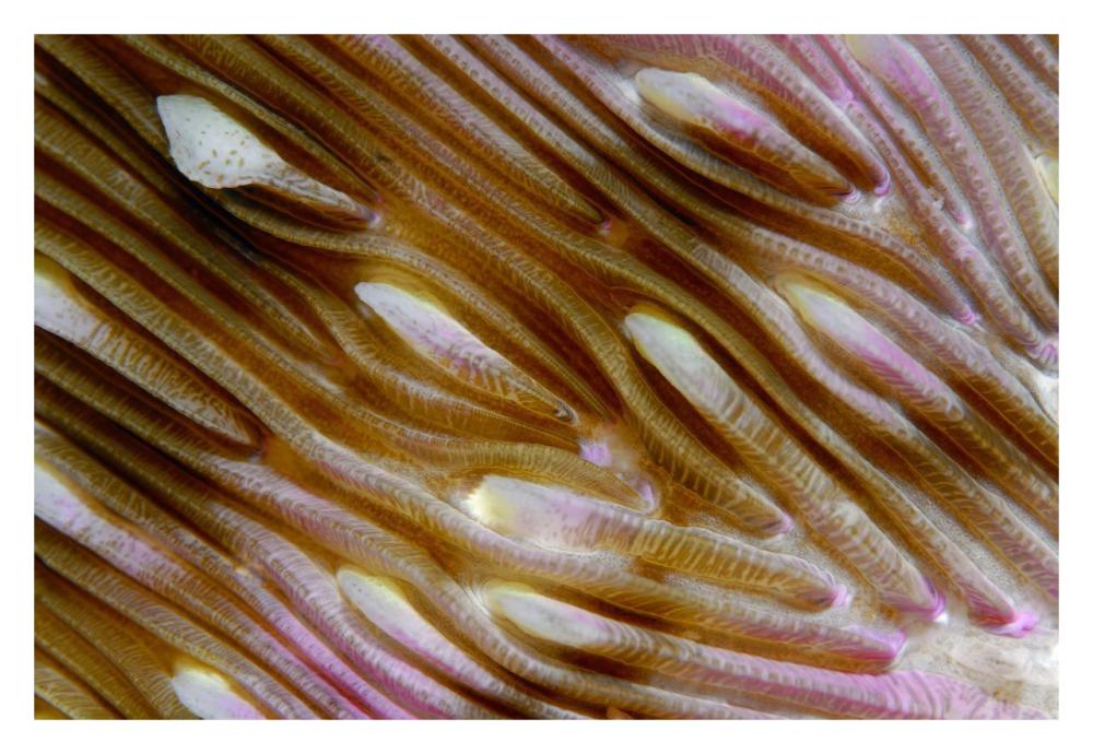Detail of Mushroom Coral, Indonesia-Paper Art-32"x22"