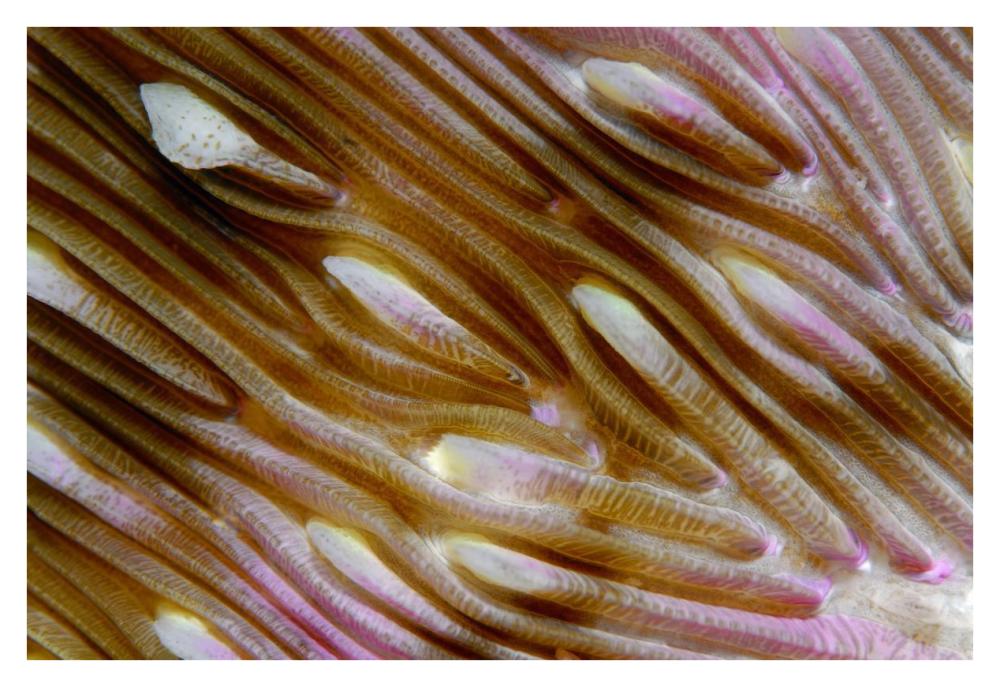 Detail of Mushroom Coral, Indonesia-Paper Art-38"x26"