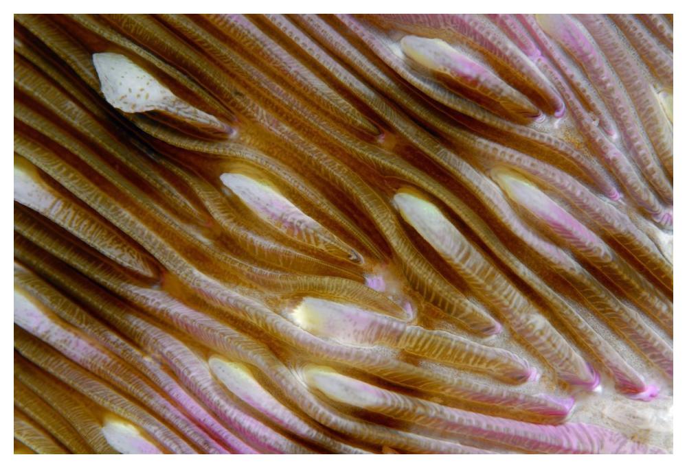 Detail of Mushroom Coral, Indonesia-Paper Art-50"x34"