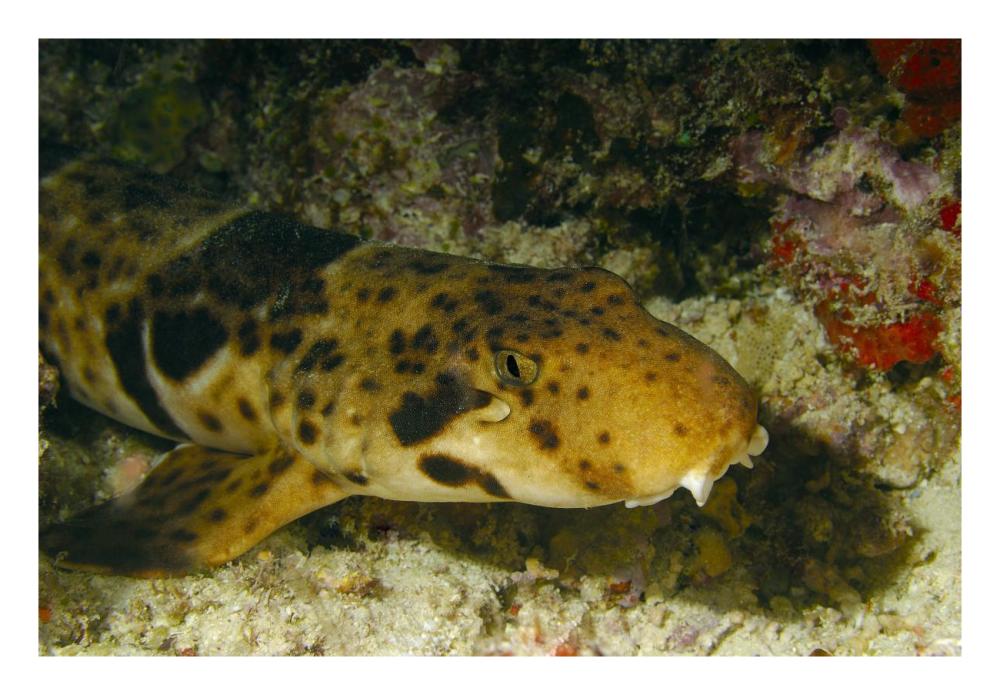 Epaulette Shark portrait underwater-Paper Art-26"x18"