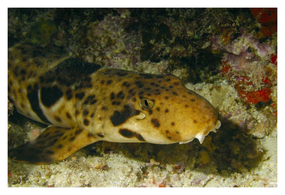 Epaulette Shark portrait underwater-Paper Art-38"x26"