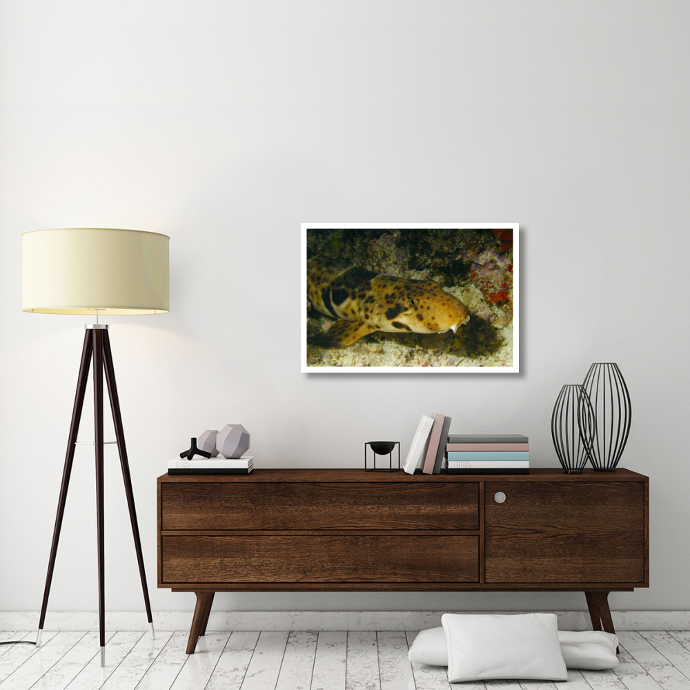 Epaulette Shark portrait underwater-Paper Art-38&quotx26"