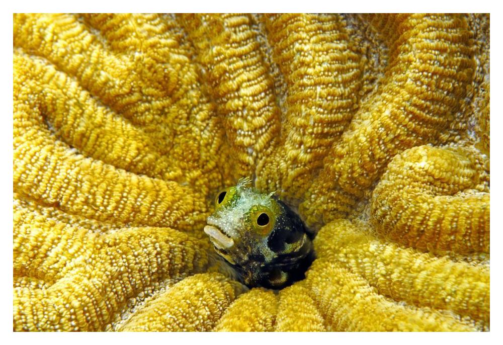 Secretary Blenny peeking out of its coral burrow, Bonaire-Paper Art-20"x14"