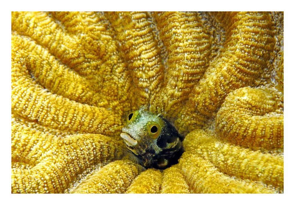 Secretary Blenny peeking out of its coral burrow, Bonaire-Paper Art-26"x18"