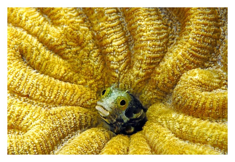 Secretary Blenny peeking out of its coral burrow, Bonaire-Paper Art-32"x22"