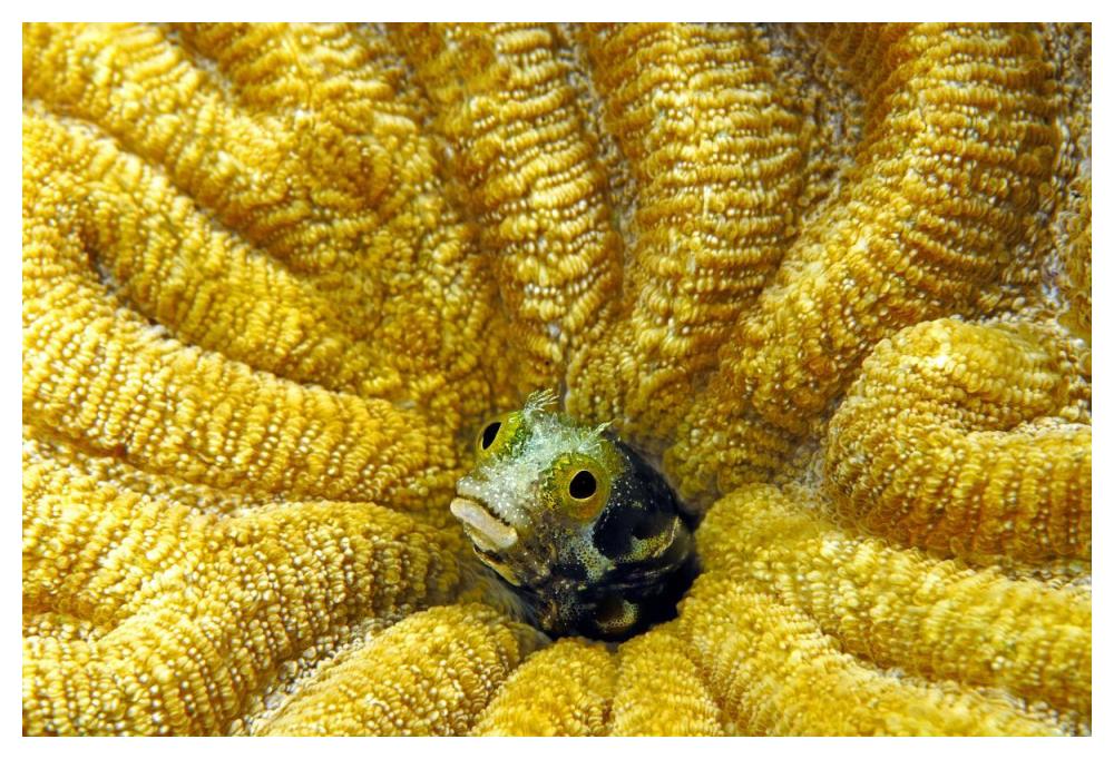 Secretary Blenny peeking out of its coral burrow, Bonaire-Paper Art-50"x34"