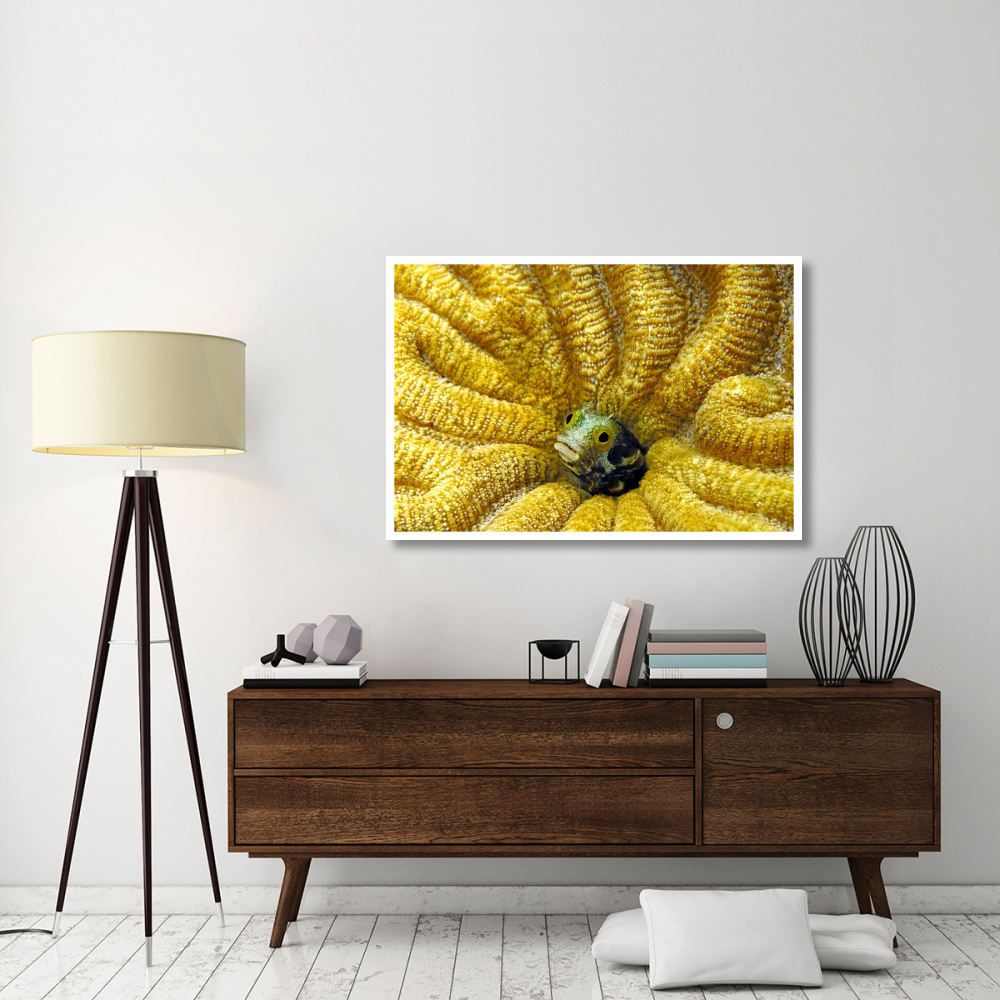 Secretary Blenny peeking out of its coral burrow, Bonaire-Paper Art-50&quotx34"