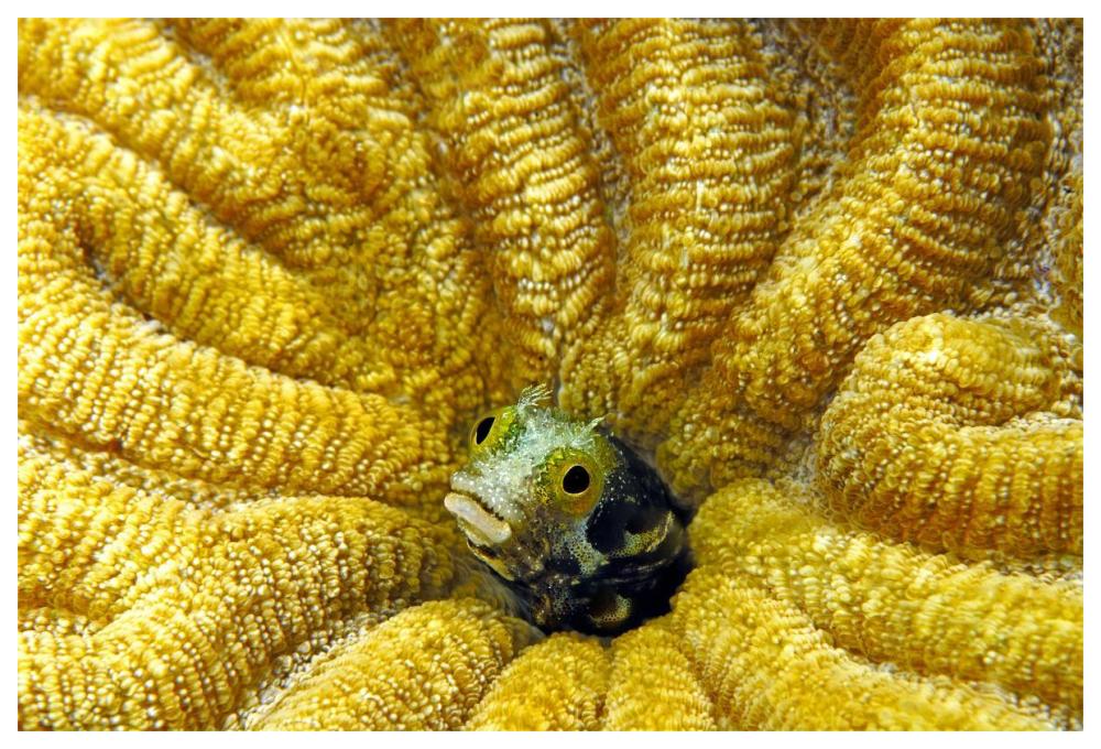 Secretary Blenny peeking out of its coral burrow, Bonaire-Paper Art-62"x42"