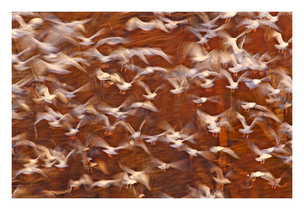 Great Black-backed Gull and Herring Gull flock, Sheffield Mills, Nova Scotia, Canada-Paper Art-26"x18"