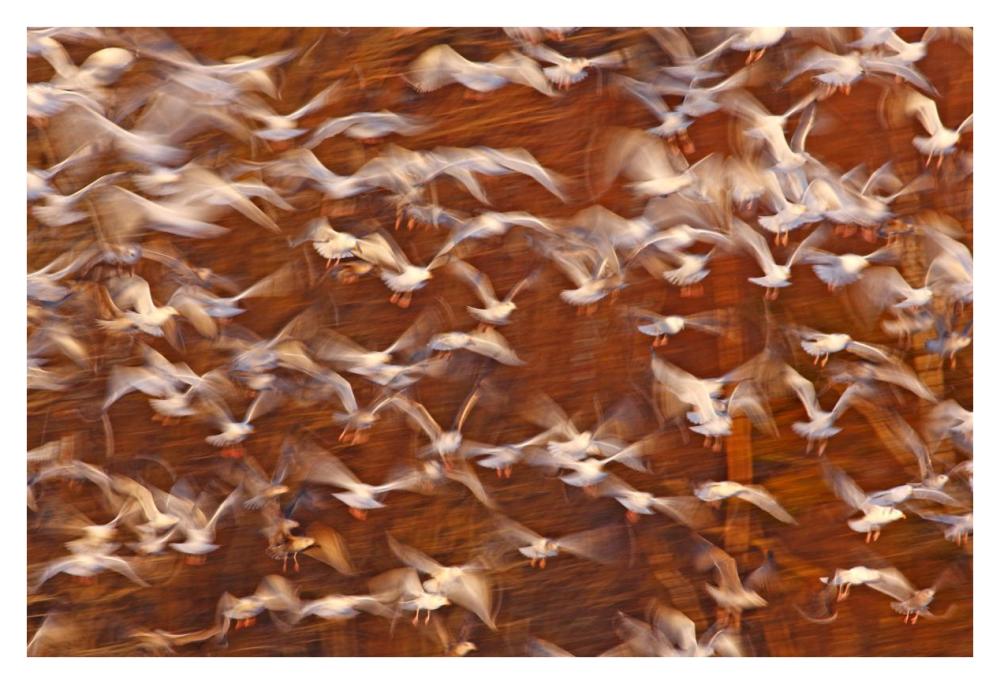 Great Black-backed Gull and Herring Gull flock, Sheffield Mills, Nova Scotia, Canada-Paper Art-38"x26"