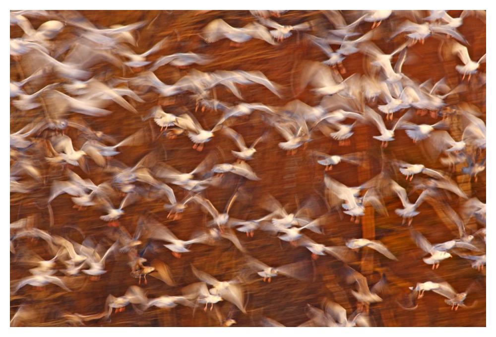 Great Black-backed Gull and Herring Gull flock, Sheffield Mills, Nova Scotia, Canada-Paper Art-50"x34"