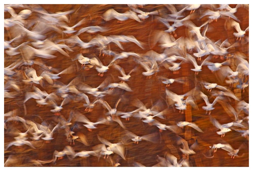 Great Black-backed Gull and Herring Gull flock, Sheffield Mills, Nova Scotia, Canada-Paper Art-62"x42"