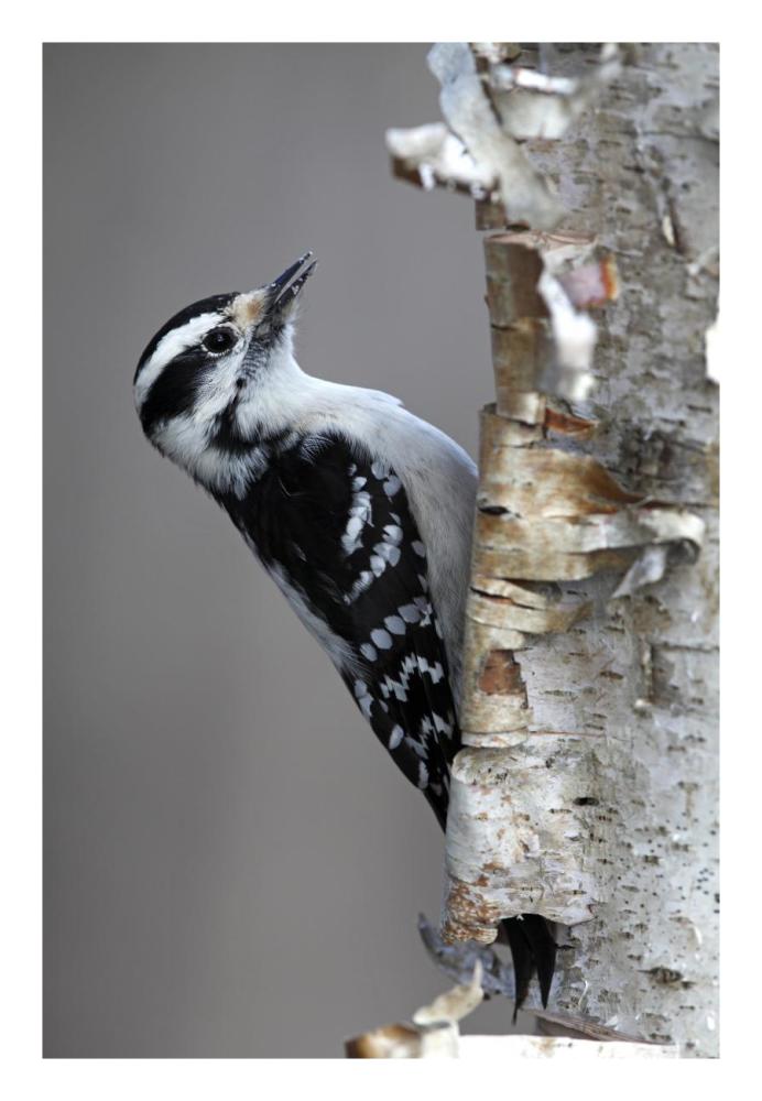 Downy Woodpecker, Canada-Paper Art-18"x26"