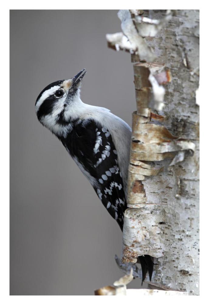 Downy Woodpecker, Canada-Paper Art-22"x32"