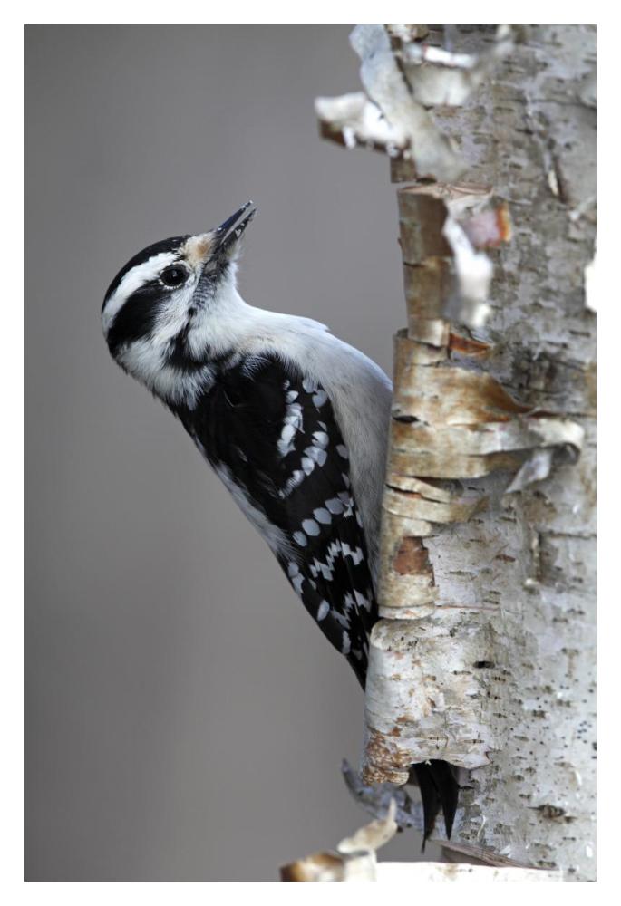 Downy Woodpecker, Canada-Paper Art-26"x38"