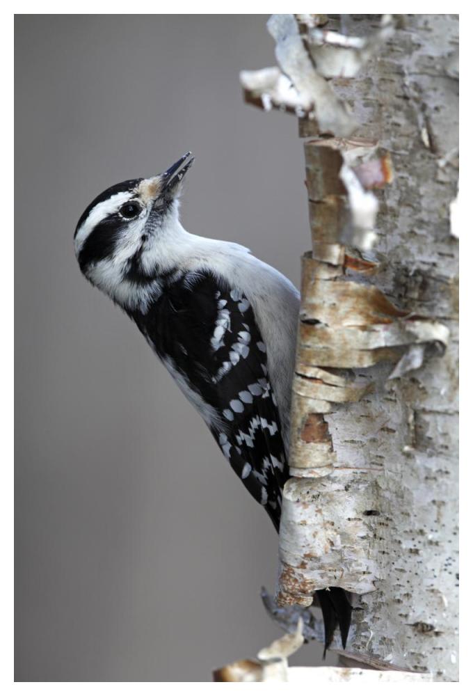 Downy Woodpecker, Canada-Paper Art-34"x50"