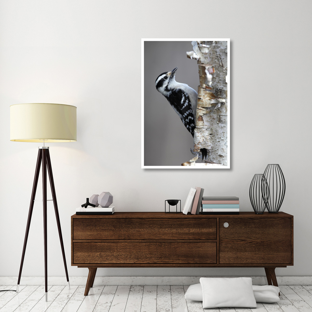Downy Woodpecker, Canada-Paper Art-34&quotx50"