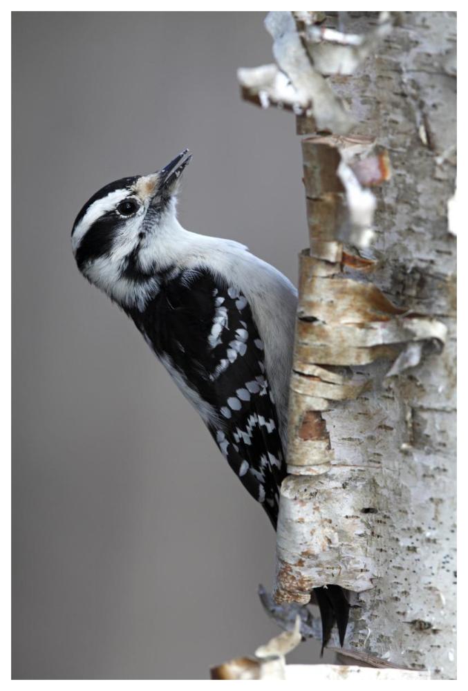Downy Woodpecker, Canada-Paper Art-42"x62"