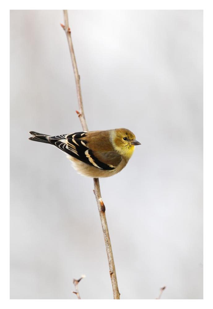 American Goldfinch, Canada-Paper Art-22"x32"