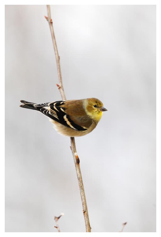 American Goldfinch, Canada-Paper Art-34"x50"