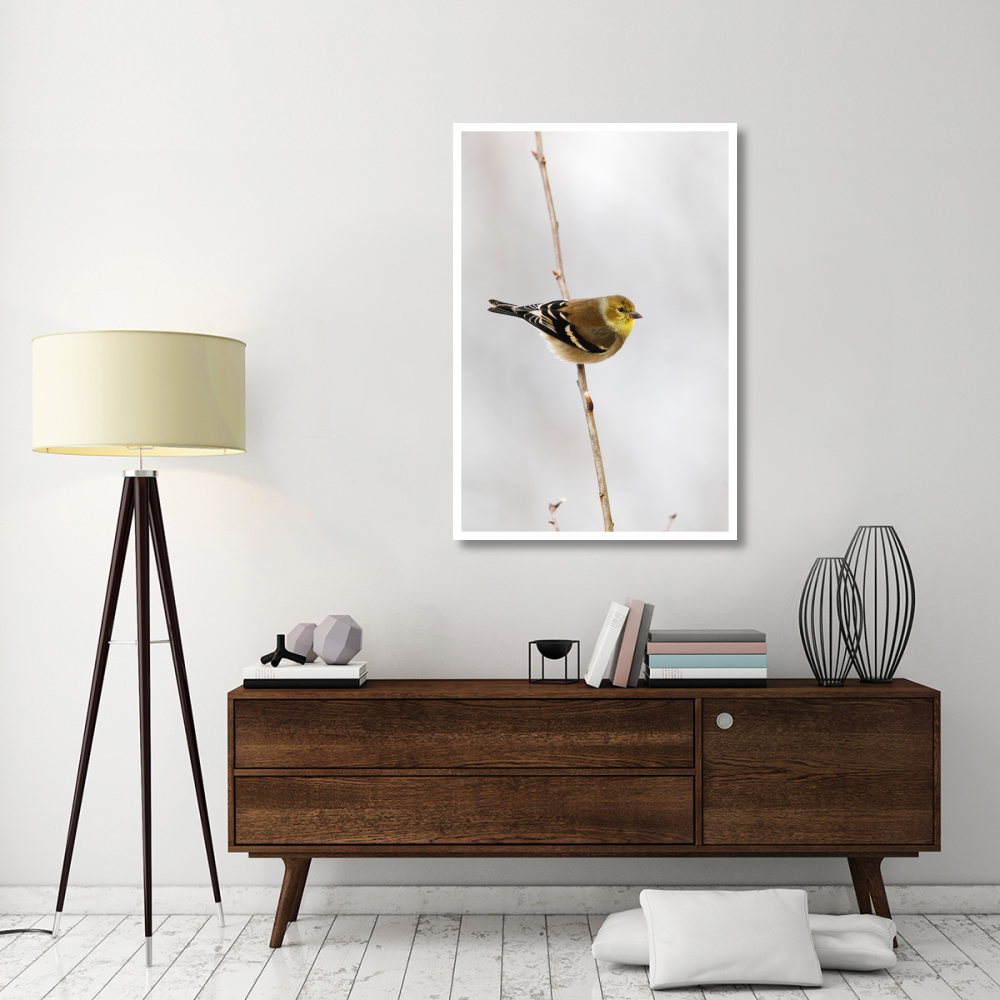 American Goldfinch, Canada-Paper Art-34&quotx50"