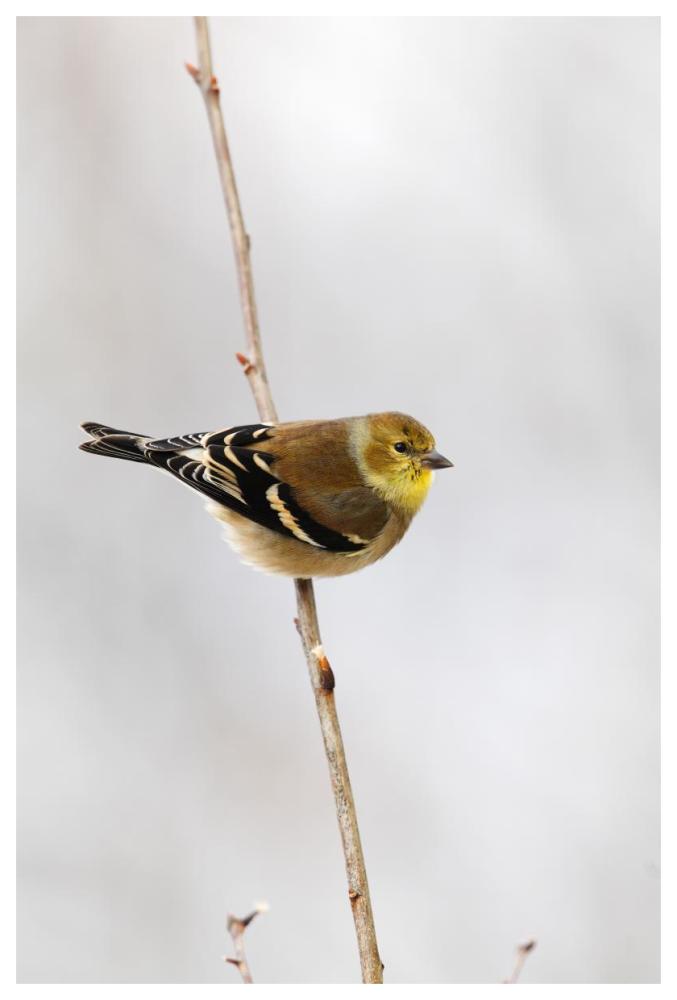 American Goldfinch, Canada-Paper Art-42"x62"