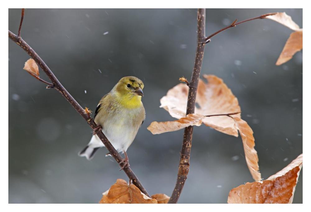 American Goldfinch in winter, Canada-Paper Art-38"x26"