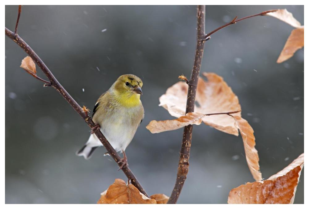 American Goldfinch in winter, Canada-Paper Art-62"x42"